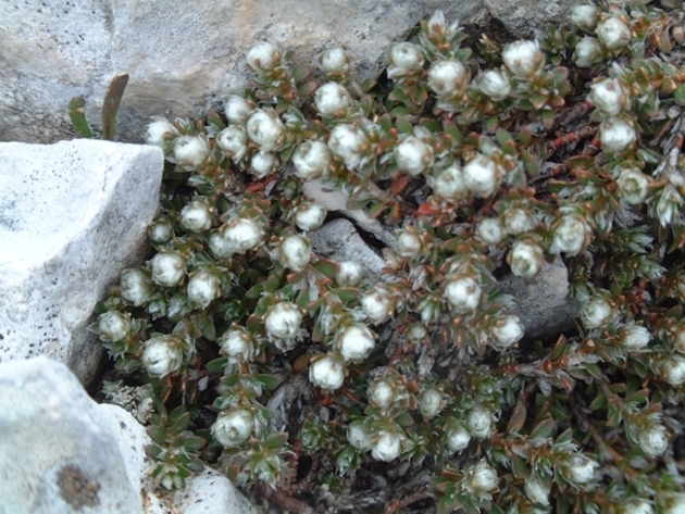 pianta con fiori minuscoli - Androsace cfr. villosa